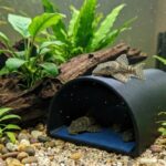 Caverna para Loricarídeos