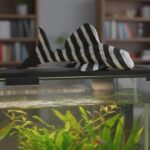 Loricarídeo - decoração